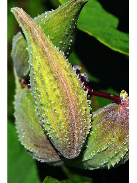 Asclepias syriaca (Common milkweed) #61726
