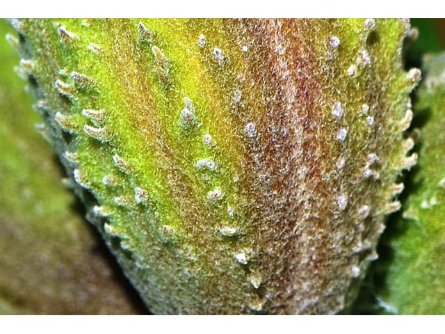 Asclepias syriaca (Common milkweed) #61728
