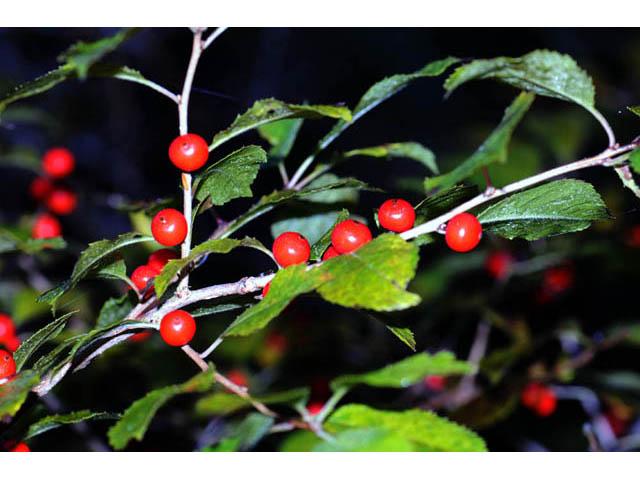 Ilex verticillata (Common winterberry) #61729
