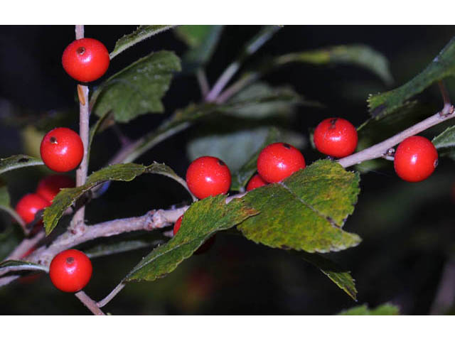 Ilex verticillata (Common winterberry) #61730