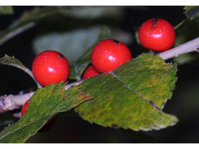 Ilex verticillata (Common winterberry) #61731
