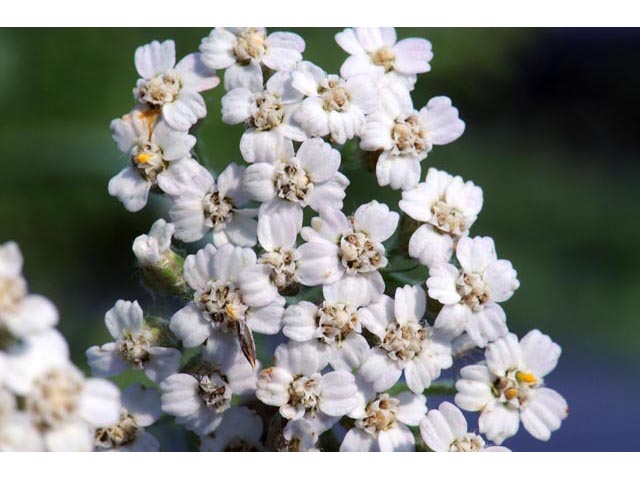 Achillea millefolium var. occidentalis (Western yarrow) #61745