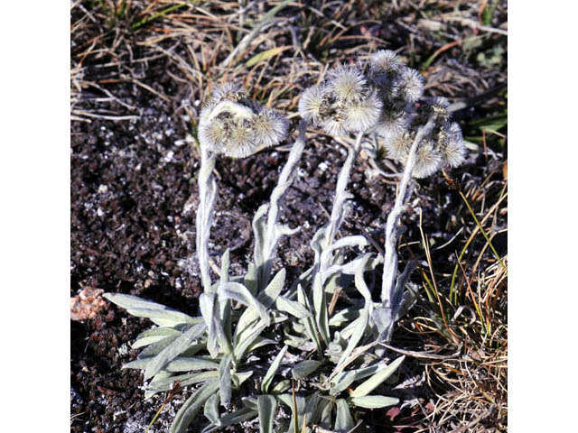 Antennaria umbrinella (Umber pussytoes) #61756