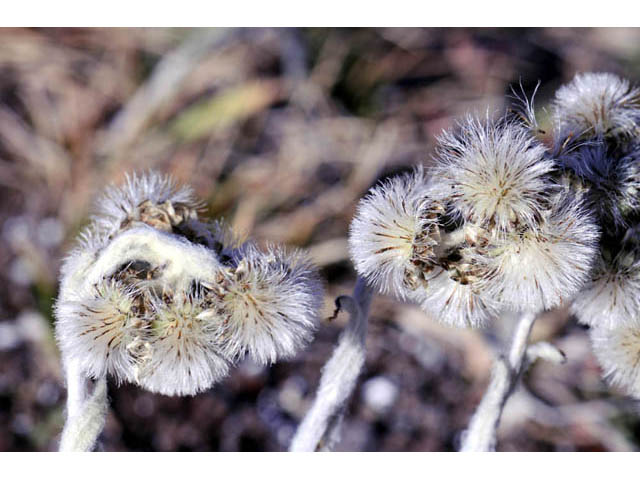 Antennaria umbrinella (Umber pussytoes) #61758