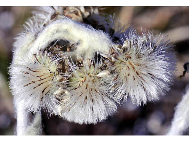 Antennaria umbrinella (Umber pussytoes) #61760