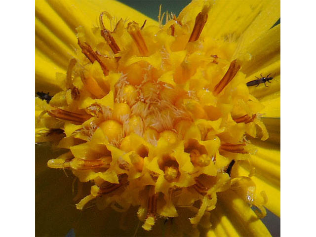 Arnica cordifolia (Heartleaf arnica) #61766