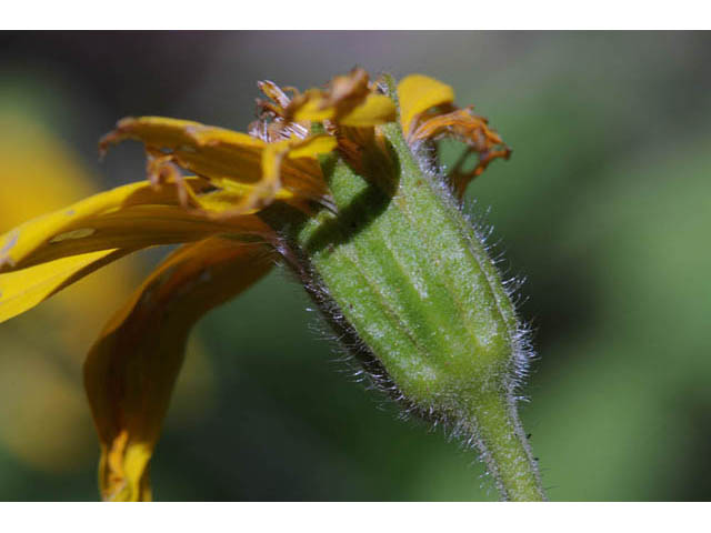 Arnica cordifolia (Heartleaf arnica) #61769