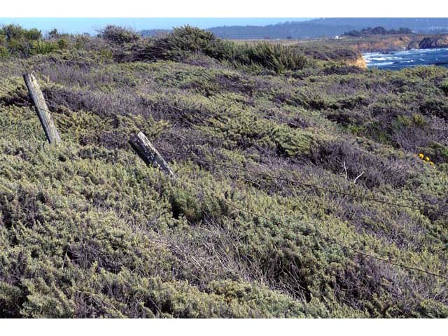 Artemisia californica (Coastal sagebrush) #61788