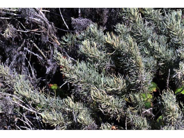 Artemisia californica (Coastal sagebrush) #61789