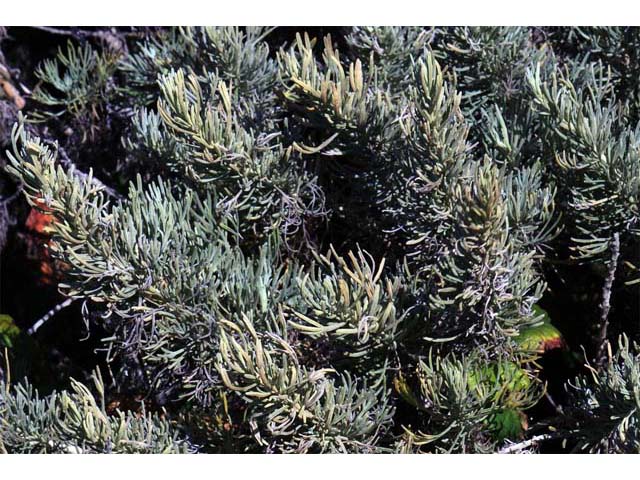 Artemisia californica (Coastal sagebrush) #61790