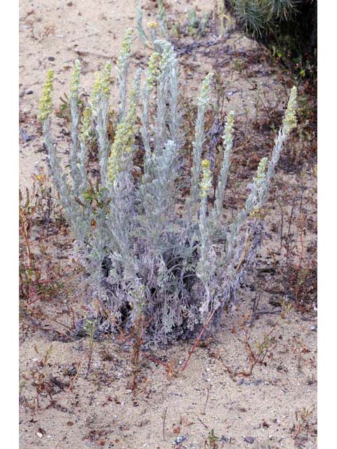 Artemisia californica (Coastal sagebrush) #61791