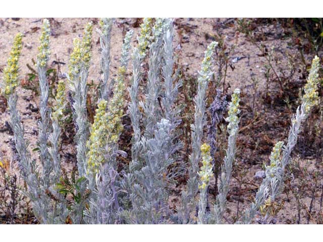 Artemisia californica (Coastal sagebrush) #61792