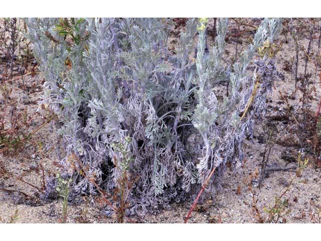 Artemisia californica (Coastal sagebrush) #61793