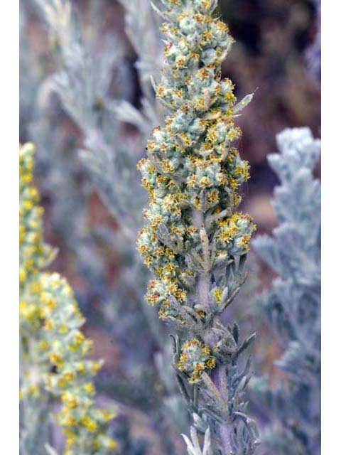Artemisia californica (Coastal sagebrush) #61794