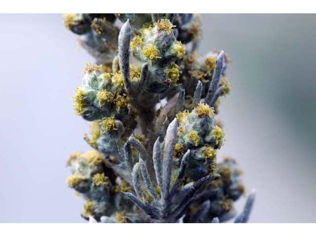 Artemisia californica (Coastal sagebrush) #61795
