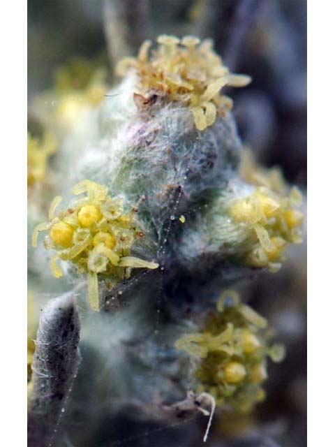Artemisia californica (Coastal sagebrush) #61797