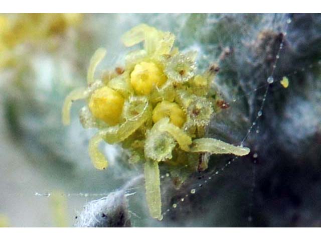 Artemisia californica (Coastal sagebrush) #61798