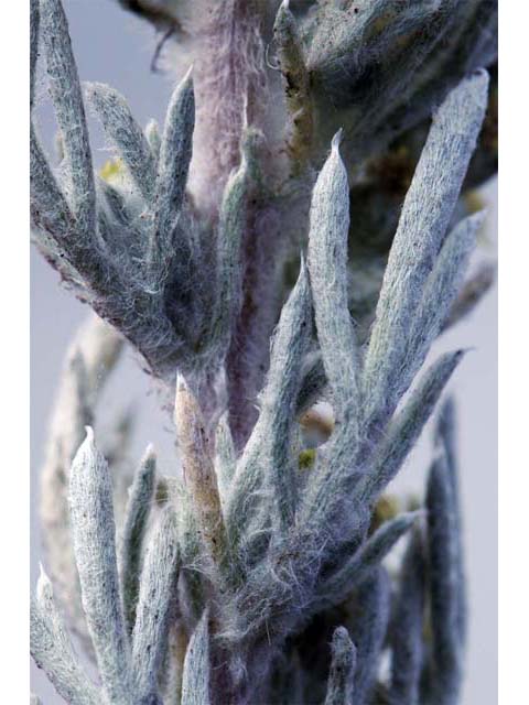 Artemisia californica (Coastal sagebrush) #61800
