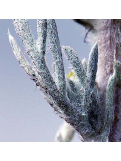 Artemisia californica (Coastal sagebrush) #61801