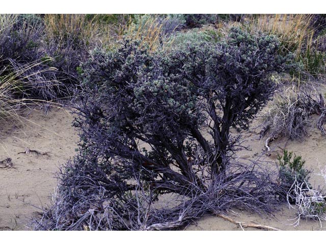 Artemisia tridentata ssp. tridentata  (Basin big sagebrush) #61807