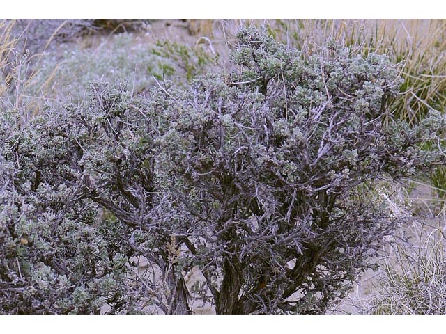 Artemisia tridentata ssp. tridentata  (Basin big sagebrush) #61808