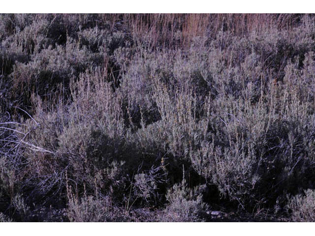 Artemisia tripartita (Threetip sagebrush) #61811