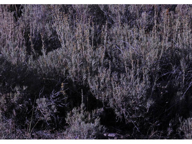 Artemisia tripartita (Threetip sagebrush) #61812