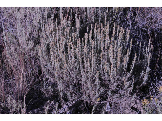 Artemisia tripartita (Threetip sagebrush) #61813