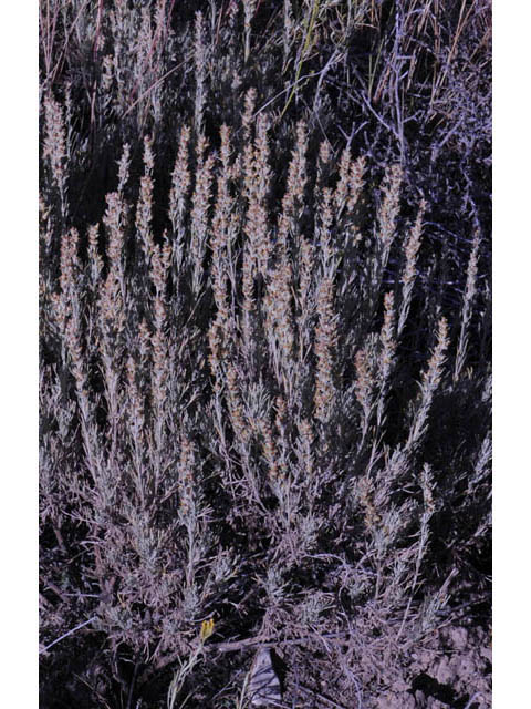 Artemisia tripartita (Threetip sagebrush) #61814