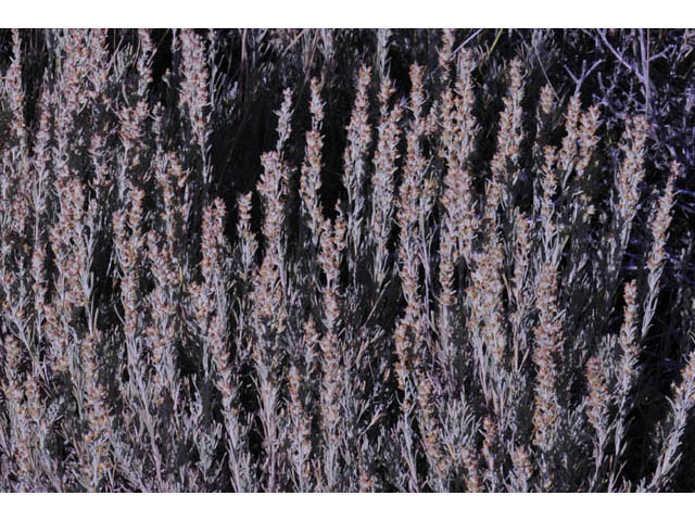 Artemisia tripartita (Threetip sagebrush) #61815
