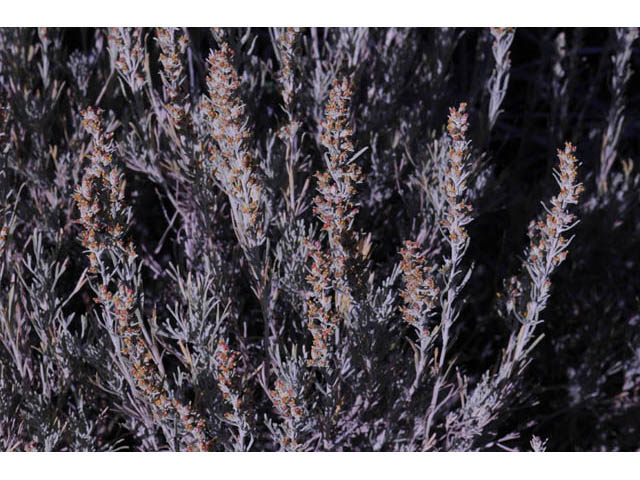 Artemisia tripartita (Threetip sagebrush) #61816