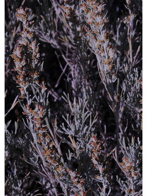 Artemisia tripartita (Threetip sagebrush) #61817