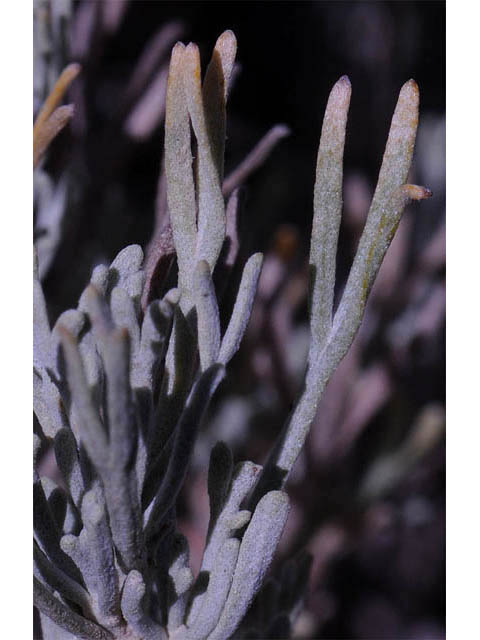 Artemisia tripartita (Threetip sagebrush) #61820