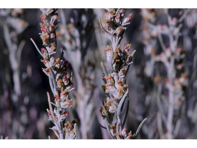 Artemisia tripartita (Threetip sagebrush) #61821