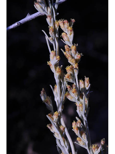 Artemisia tripartita (Threetip sagebrush) #61822