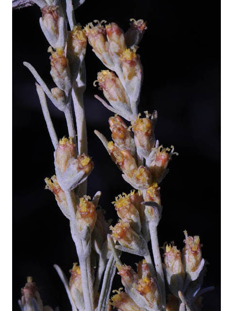 Artemisia tripartita (Threetip sagebrush) #61823