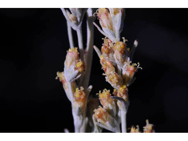 Artemisia tripartita (Threetip sagebrush) #61824