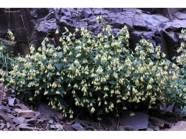 Brickellia grandiflora (Tasselflower brickellbush) #61892