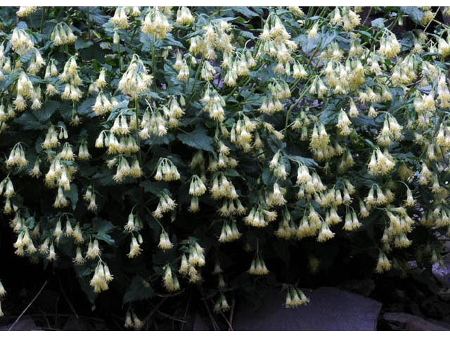 Brickellia grandiflora (Tasselflower brickellbush) #61893