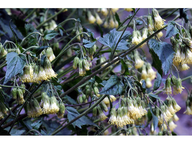 Brickellia grandiflora (Tasselflower brickellbush) #61895