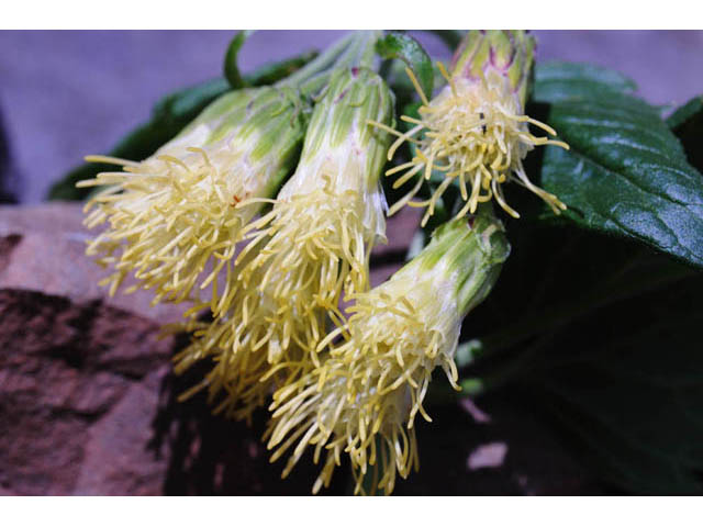 Brickellia grandiflora (Tasselflower brickellbush) #61898