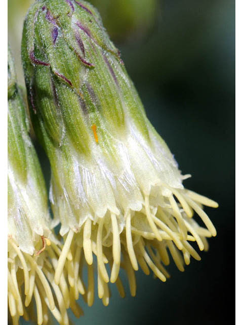 Brickellia grandiflora (Tasselflower brickellbush) #61903