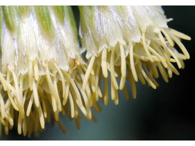 Brickellia grandiflora (Tasselflower brickellbush) #61904
