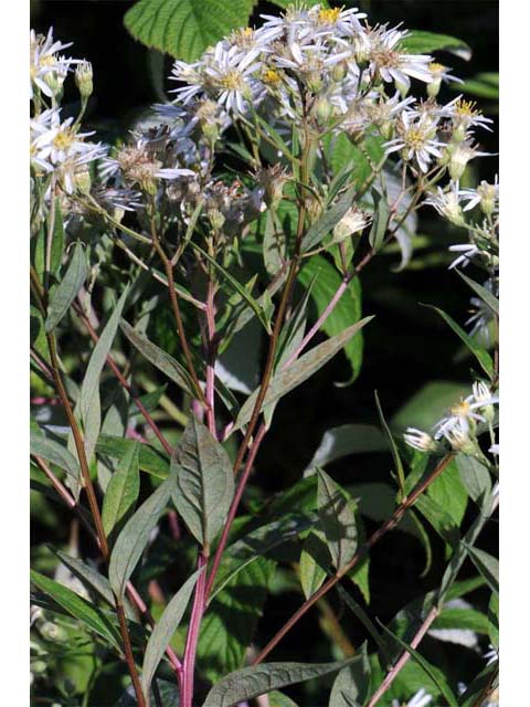 Doellingeria umbellata var. umbellata (Parasol whitetop) #61928