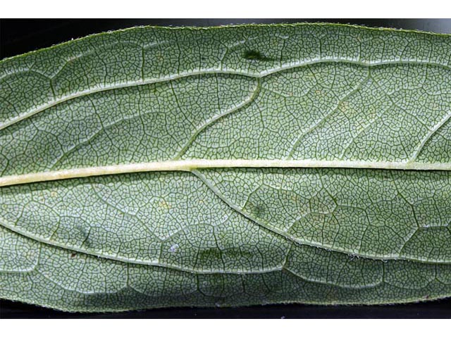 Doellingeria umbellata var. umbellata (Parasol whitetop) #61959