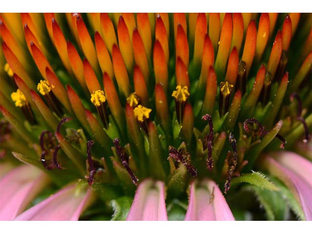 Echinacea purpurea (Eastern purple coneflower) #62060
