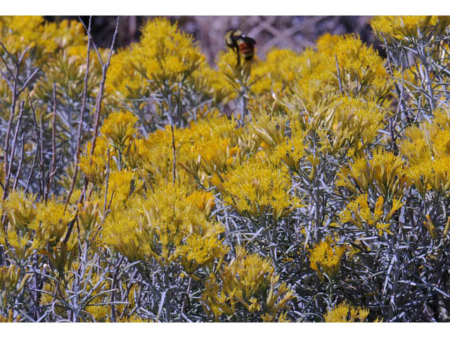 Ericameria nauseosa var. speciosa (Rubber rabbitbrush) #62068