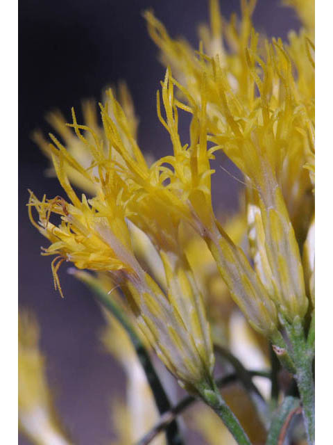 Ericameria nauseosa var. speciosa (Rubber rabbitbrush) #62071