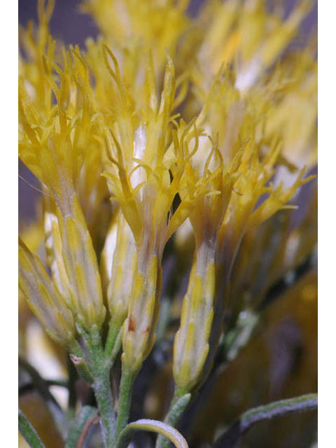 Ericameria nauseosa var. speciosa (Rubber rabbitbrush) #62072