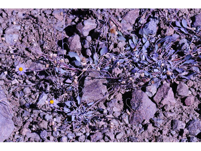 Erigeron asperugineus (Idaho fleabane) #62078
